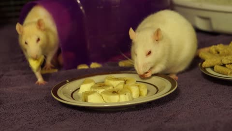 Rats eating bananas