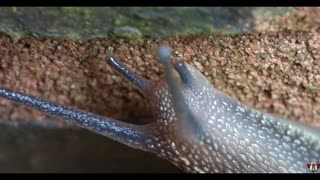 Extreme Close Up of a Snail.... WOW!!!!!!!