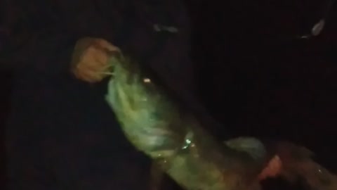 Friends first nice catfish