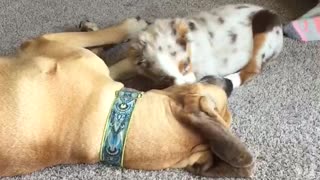 Aussie Puppy JuanCarlos and Great Dane Smithy are best friends