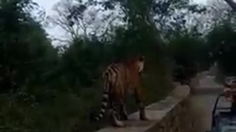 closest tiger encounter with tourist in Ranthambore national park