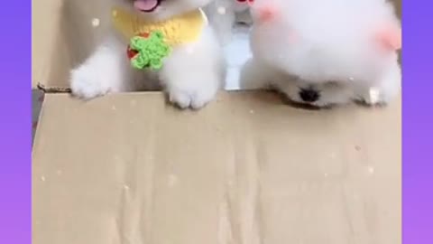 Video.3 cute and funny dog .most happy dog