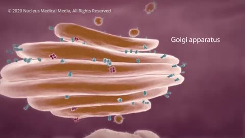 This video 3D animation on COVID-19: What Happens If You Get Coronavirus