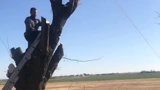 The falling tree