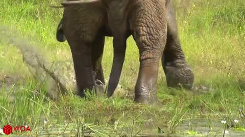 Mama Elephant Save Baby Elephant From Crocodile Hunting