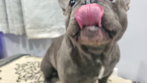 Frenchie wants his treats