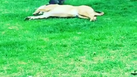 A brown dog plays with a grey rabbit