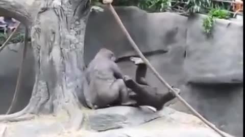 vídeos engraçados com Gorila no zoológico fazendo 69