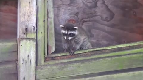 Baby Raccoons Are Cheeky - FUNNY Compilation - AnimalInc