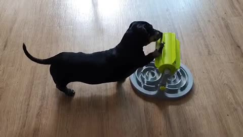 Solve yourself with a nosework toy using a dachshund's hand