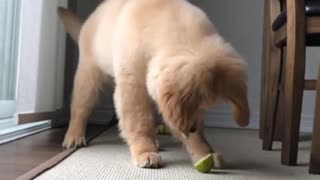 Epic Battle Between Puppy And Slice Of Lime
