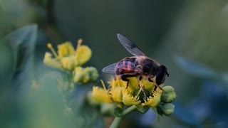 Bee pollinating flowers #bee #pollinators