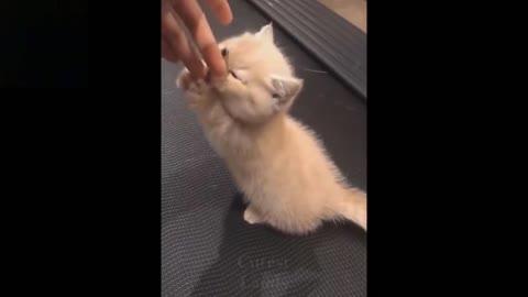 funny videos of cuties pets