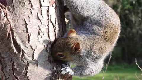 Amazing squirrel