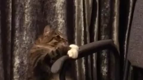 Cat playing on chair,,