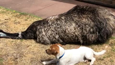 Puppy is Best Buds with a Big Bird