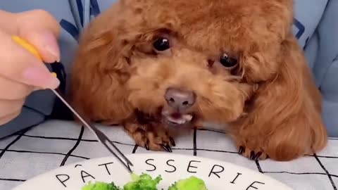 Funny cute dog is helping his friend to get rid of the food | Funny dog | Cute animals