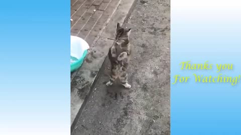 Very funny speaking cats