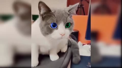 🙀 Cat funny video