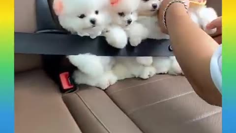 How cute are 4 baby dogs sitting in the car with seat belts?