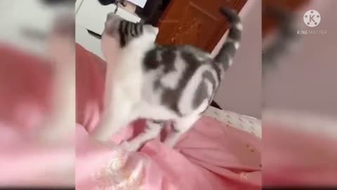 cute cat playing in the bed