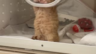 Tiny Kitten Does Air Biscuits at the Vet