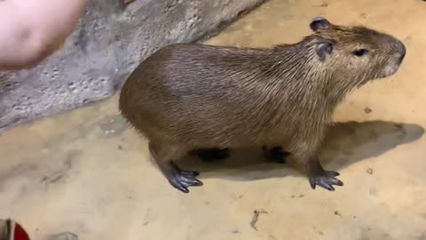 It is Capybara who escaped from the house.