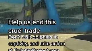 Dolphin Tracking and capturing for evil cabal