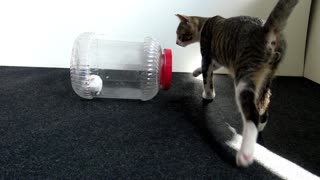 Curious Little Cat Watches a Hamster