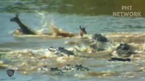 Crocodile going ashore to sun bath was suddenly tiger attack