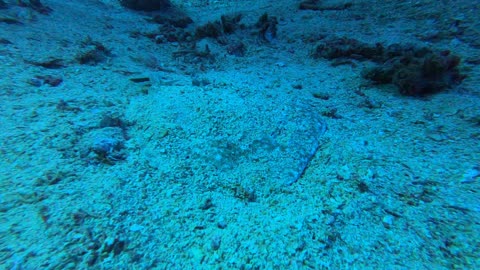 Red Sea SCUBA Diving - Flatfish