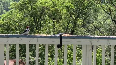 Squawking Pope Woodpecker