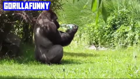 Funny Gorilla is not scary