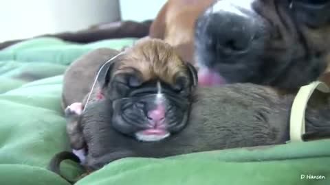 Amazing Birth for a Dog while Standing