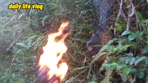 Burning wild bees is very root daily life vlog