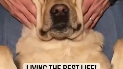 Super Funny Dog Videos # Does your dog enjoy massages? #short