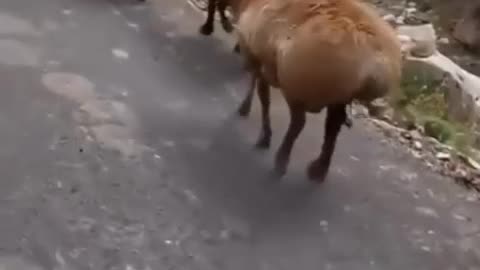 sheep playing in the way