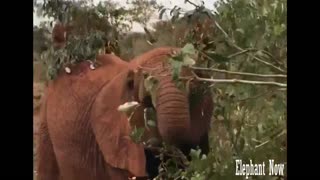 Elephant eat from leaves