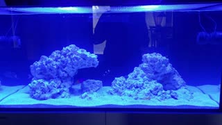 90 Gallon Reef - 1 Month