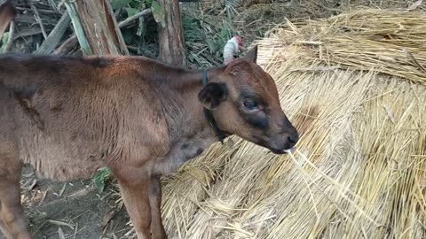 ⭐ A cute Cow eating like a pro💥 Most Cute animal in the world | Funny Animal Vide Live