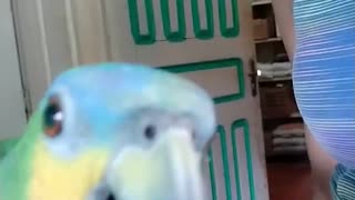Ornery Parrot Chuckles after a Peck