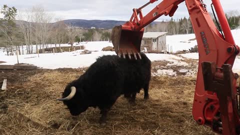 Bull uses excavator to scratch back