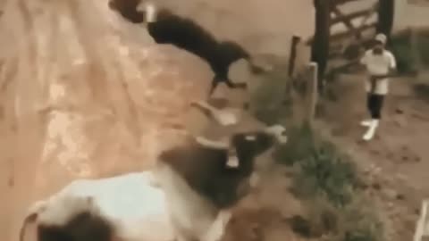 Ox 🐂 and dog 🐕 Funny Fighting.