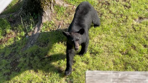 Black bear comes for a visit