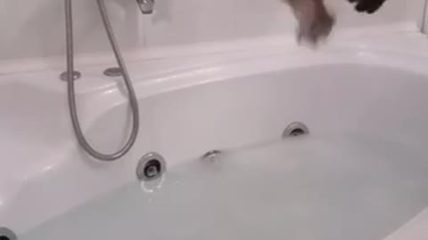 Funny cat voice over with hilarious reaction to bath
