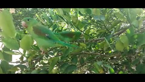 Parrotlet kisses away, makes wife jealous! Forrest Gump and Jenny love story