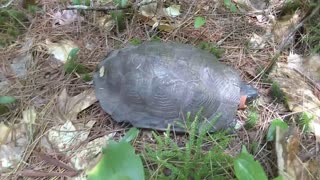 Wood Turtle