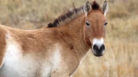 Horses are Weird Fun Facts