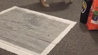 Small brown husky dog playing with small earth ball on carpet