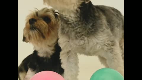 The most and cute dog play with ballon.